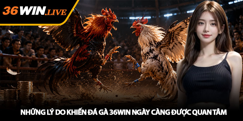 Đá Gà 36WIN - Theo Dõi Trận Kê Chiến Hấp Dẫn Mỗi Ngày 3 Những Lý Do Khiến Đá Gà 36WIN Ngày Càng Được Quan Tâm