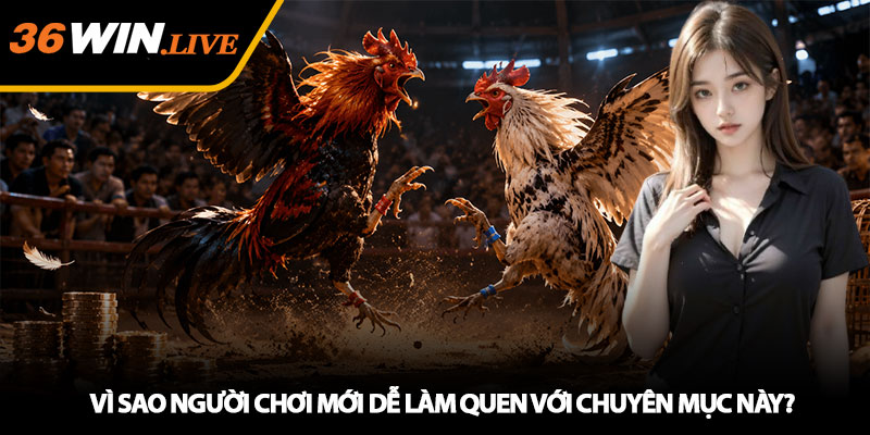Đá Gà 36WIN - Theo Dõi Trận Kê Chiến Hấp Dẫn Mỗi Ngày 4 Vì Sao Người Chơi Mới Dễ Làm Quen Với Chuyên Mục Này?